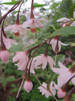 Styrax japonica Pink Chimes 1