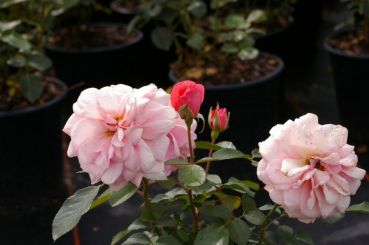 Beetrose Aladdin Palace™ Castle-Palace-Rose - Rosa Aladdin Palace™ - aprikot-rosa - Duft+ - Poulsen-Rose blüht ab Juni mit apricot bis rosafarbenden, gefüllten Blüten, die einen leichten Duft besitzen.