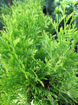 Thuja occidentalis Jantar - Lebensbaum  Jantar - hat eine bronzegelbe Benadelung und besitzt eine gute Winterhärte.