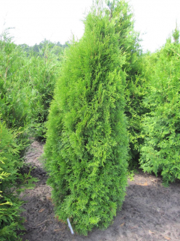 Thuja occidentalis Smaragd ist eine Heckenpflanze