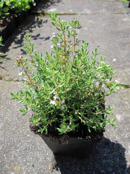 Thymus vulgaris Compactus, Gedrungener Garten Thymian, ist ein immergrüner Bodendecker