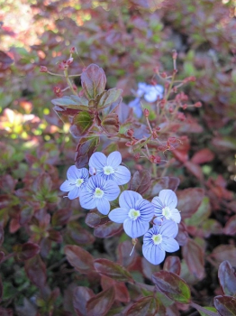 Veronica petraea Mme Mercier - Garten-Ehrenpreis - blüht durchgehend mit hellblauen Blüten während der Monate Mai bis September. Es ist eine niedrige, polsterbilldende Staude mit im Frührjahr dunkelroten Blättern, die sich später grün verfärben. Der Stand