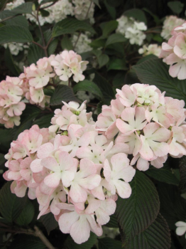 Viburnum plicatum Rosalie