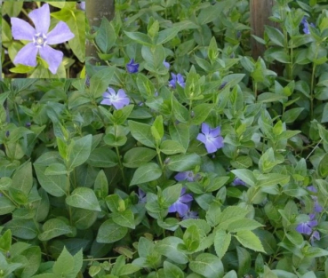 Vinca minor-Kleinblättriges Immergrün - kriechender kleiner Strauch, hellblaue Blüten ab Mai-Juni, geschützter Standort