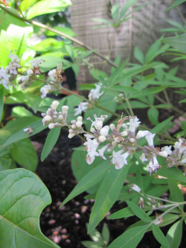 Vitex agnus-castus alba - weißer Mönchspfeffer - Keuschlamm - Keuschbaum - zeigt duftende, weiße Blütenrispen. Der Wuchs ist locker, aufrecht und leicht überhängend.