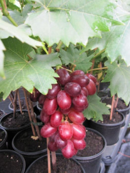 Vitis vinifera Attika 1