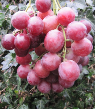 Vitis vinifera Chasselas Rosé Royal ist eine kernarme Weinrebe.