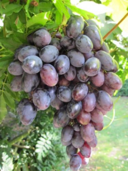 Vitis vinifera Lagrein ist eine blau-rote Weintraube.