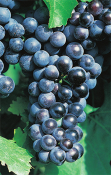 Vitis vinifera Muskat Nay blaue Weintraube