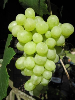 Vitis vinifera Optima 1