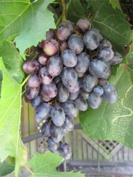 Vitis vinifera Pamiat Negrula1