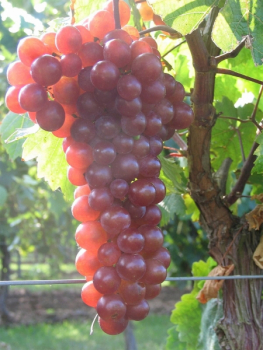 Weintraube Red Rosé-Weinrebe labrusca Suffolk Keltertraube Vitis Tafeltraube