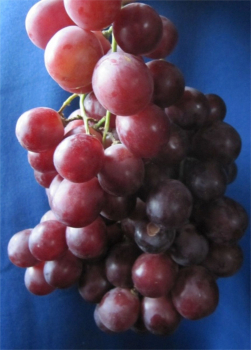 Vitis vinifera Red Globe ist eine rosé Weintraube.