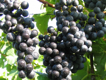 Vitis vinifera Regent liefert blaue Trauben.