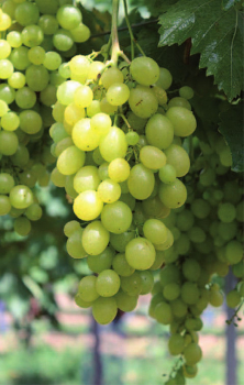 Vitis vinifera Unio ist eine sehr gut wachsende Weintraube.