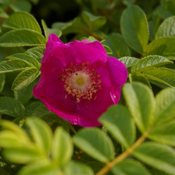Wildrose - Rosa rugosa - rosa - Duft++ - Kartoffelrose - Apfelrose - Japanrose - Hagebutte zeigt ab Ende Mai rosafarbene, einfache Blüten, die einen herrlichen Wildrosenduft besitzen.