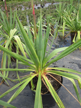 Faedige Palmlilie pflanzen