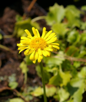 leuchtend, gelbe , Margeriten ähnliche Blüte mit herzförmigen Blättern