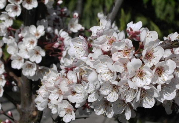 süßliche Zier- Prunus Pflaumenbaum und Obstbaum Blutpflaume Trailblazer aromatische Früchte