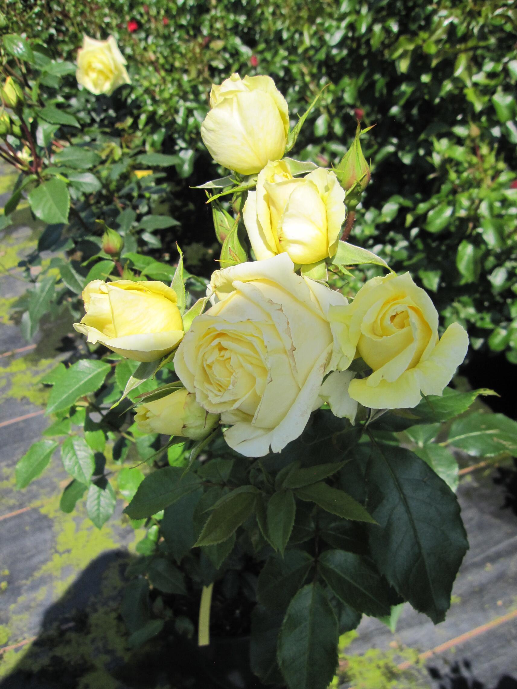Rosa Limona ® Edelrose Limona ® Kordes Rose Adr Rose