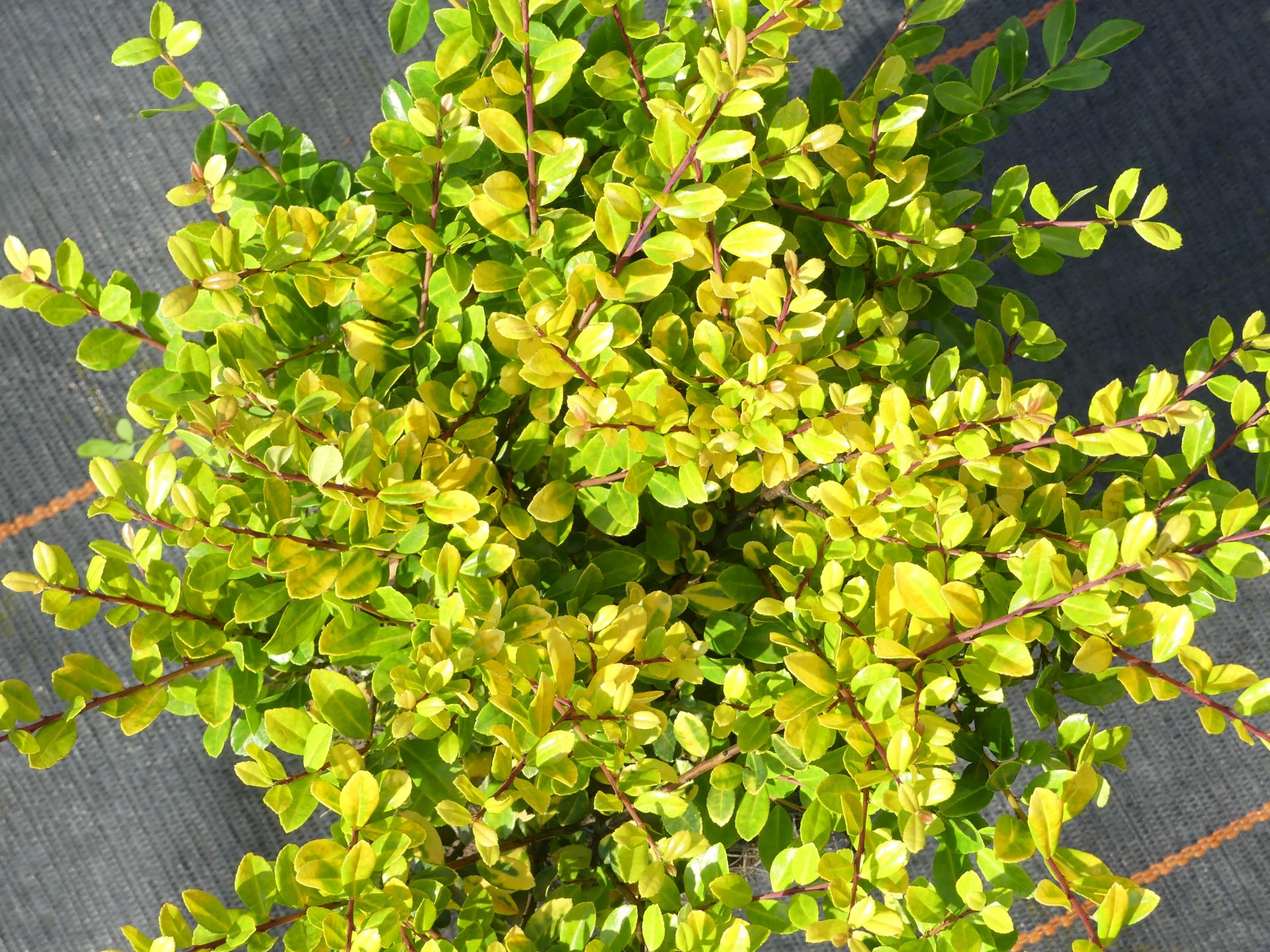 Ilex crenata Golden Gem - Japanischer Goldilex - - Gelber Berg-Ilex ...