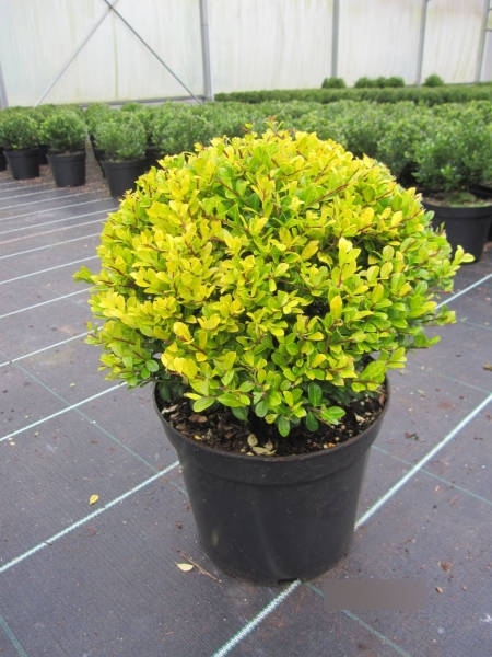 Ilex crenata Golden Gem - gelber Bergilex Golden Gem