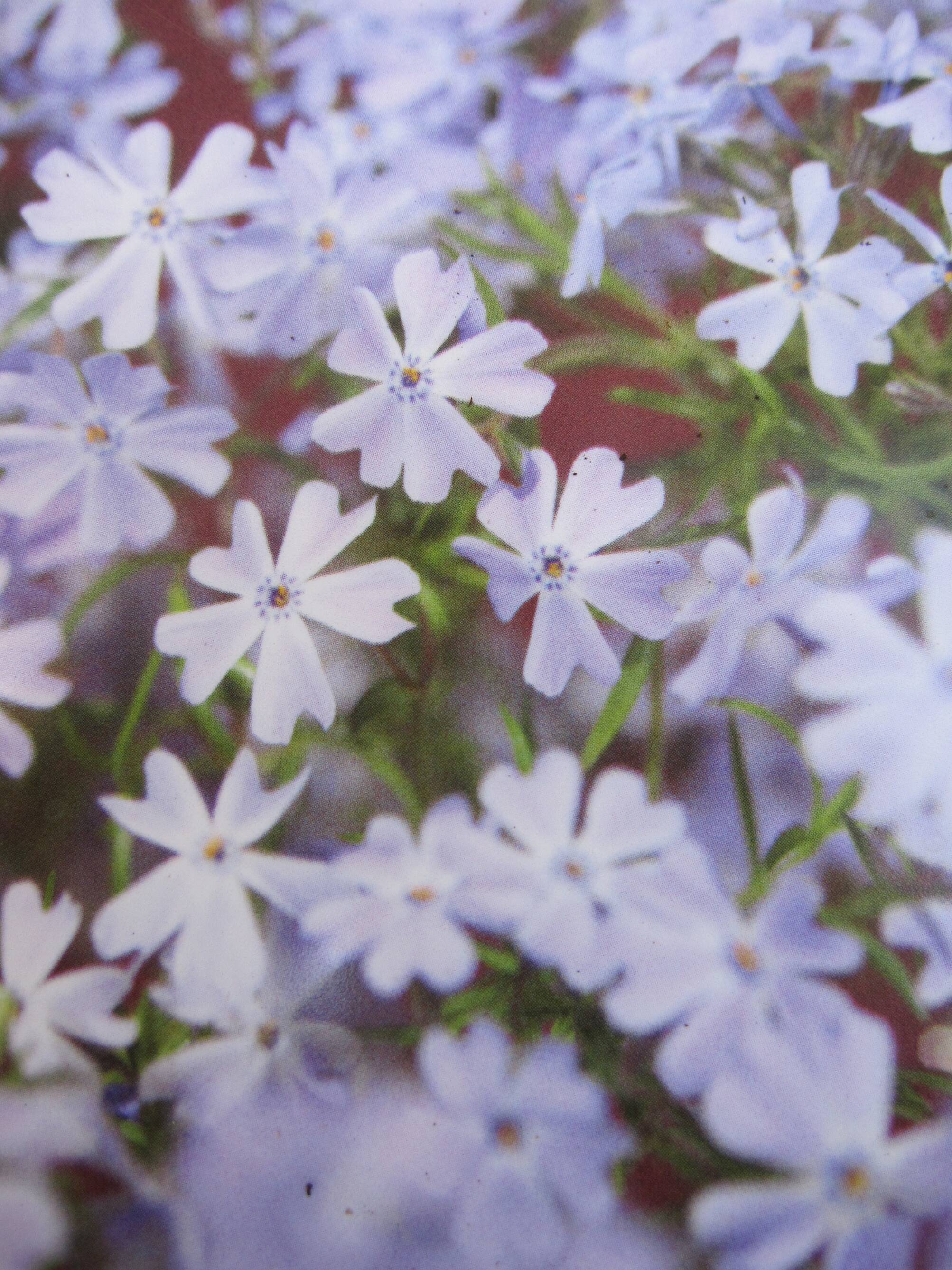 Phlox subulata Emerald Cushion Blue - Teppich-Flammenblume