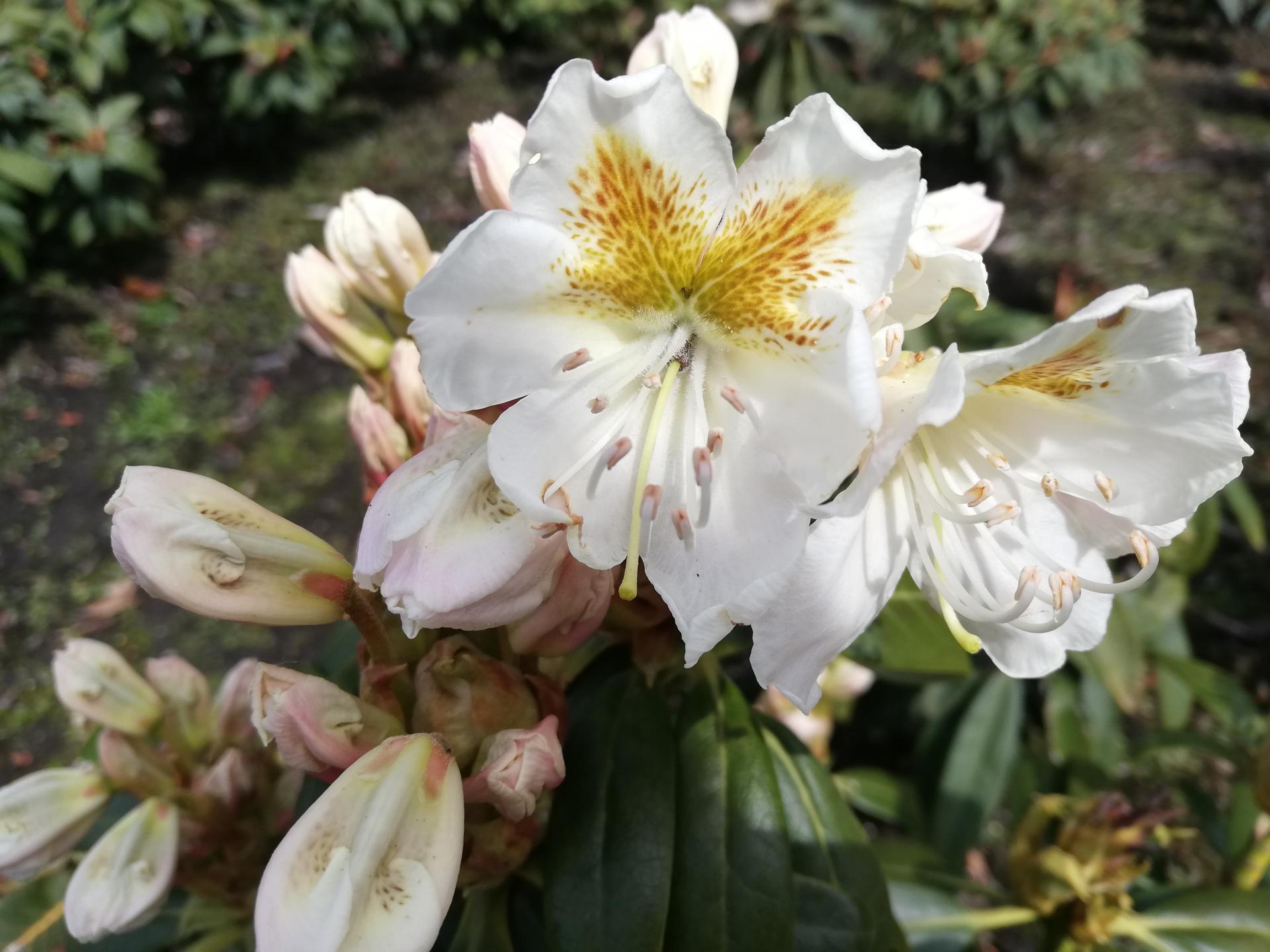 Wild Rhododendron / Alpenrose - Rhododendron brachycarpum ssp. fauriei