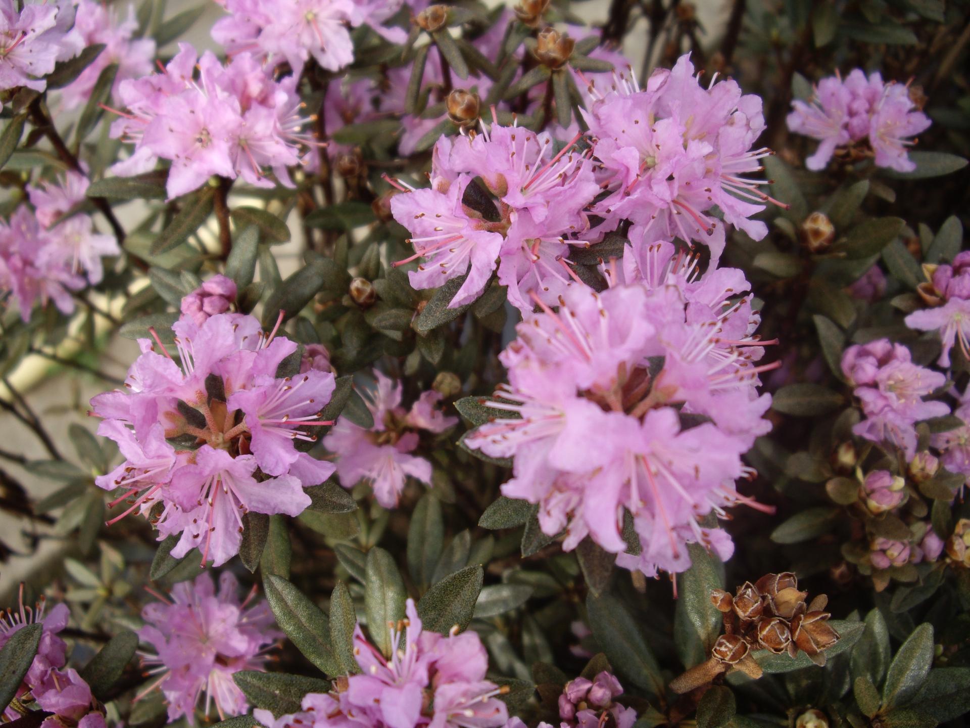 Wild Rhododendron / Alpenrose - Rhododendron lapponicum