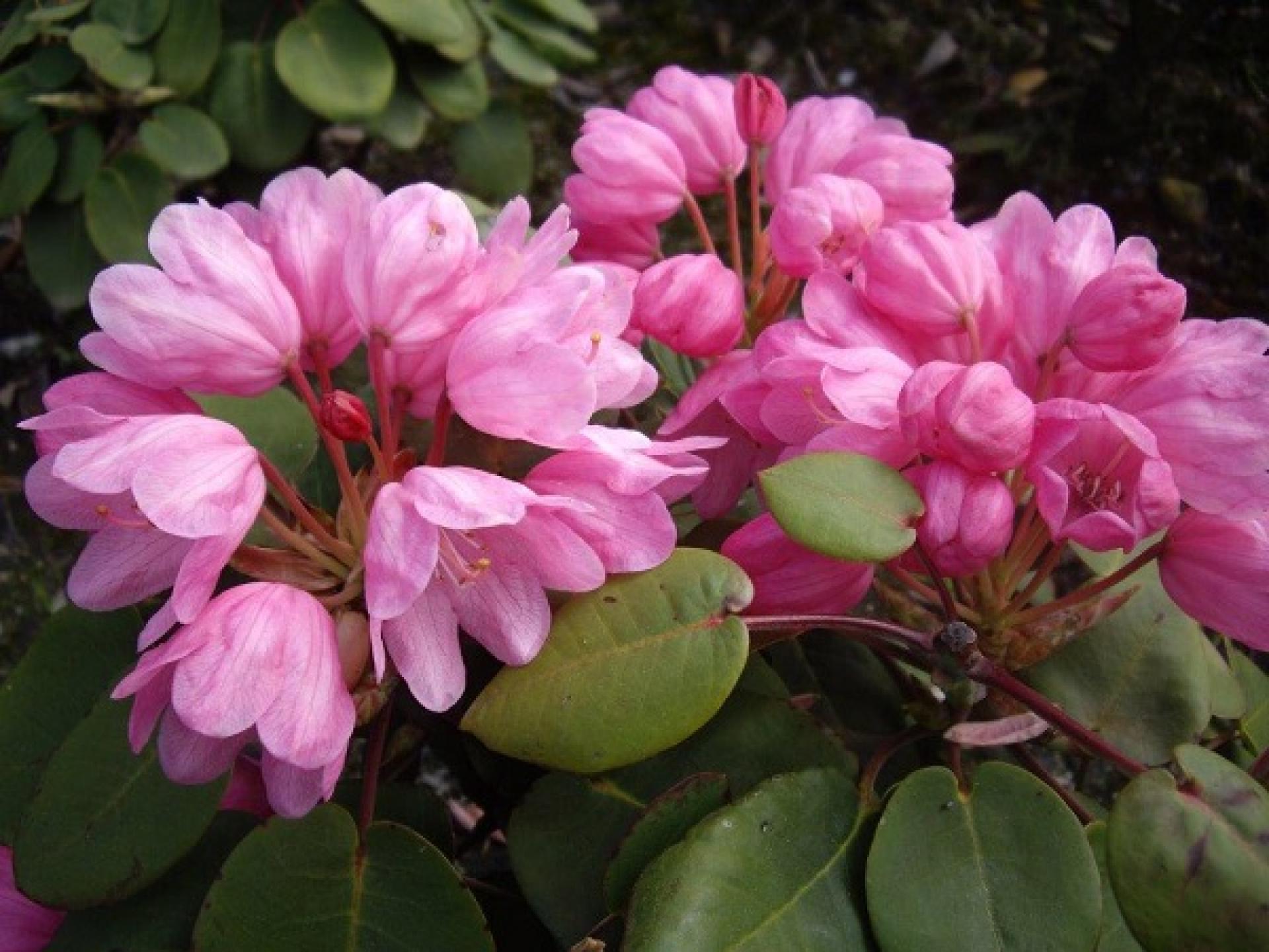 Wild Rhododendron / Alpenrose - Rhododendron orbiculare