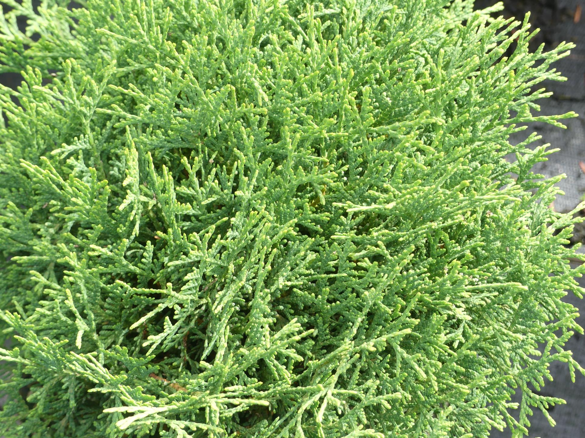 Thuja Occidentalis Tiny Tim Zwerg Lebensbaum Tiny Tim