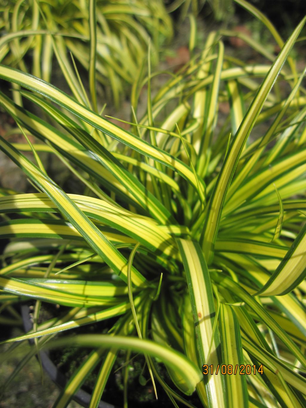 Carex oshimensis Eversheen - Gartensegge Eversheen