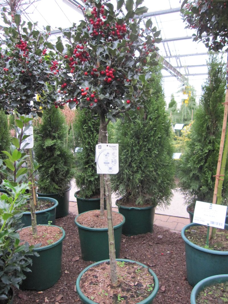 Ilex meserveae Blue Angel Stechpalme Blue Angel