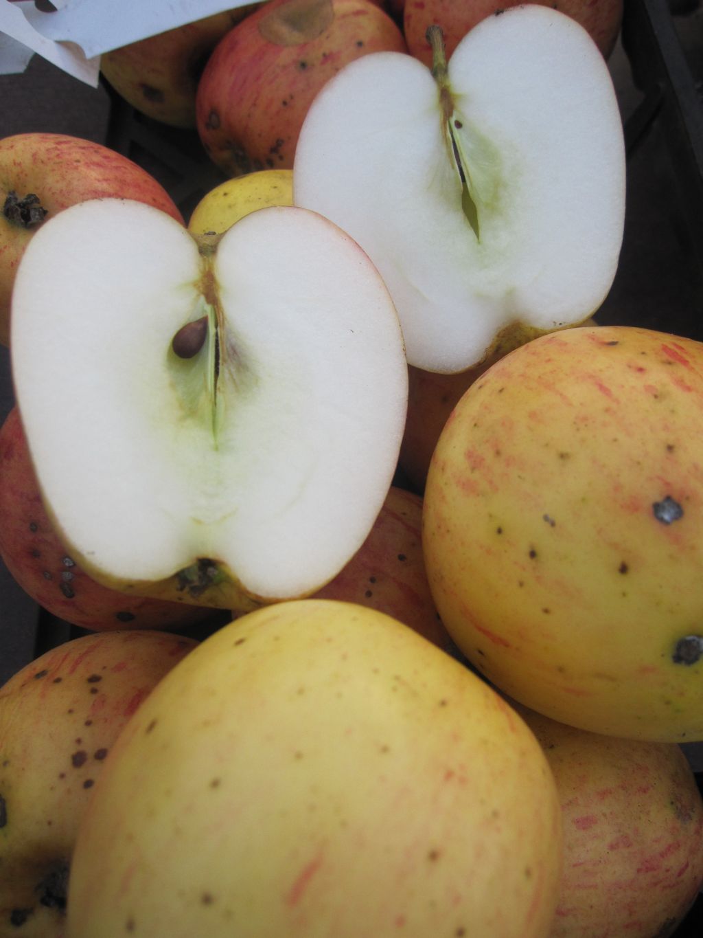 Malus Prinzenapfel Klapperapfel