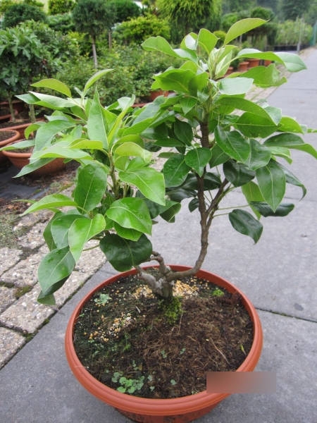 Birne (Pyrus communis) - Gartenzauber