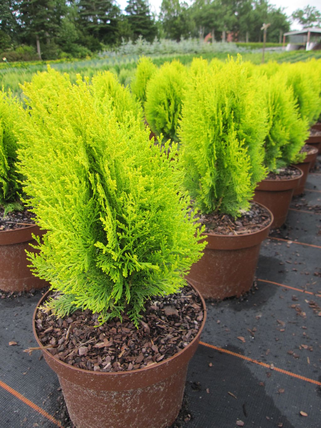 Thuja occidentalis Sunkist Lebensbaum Sunkist