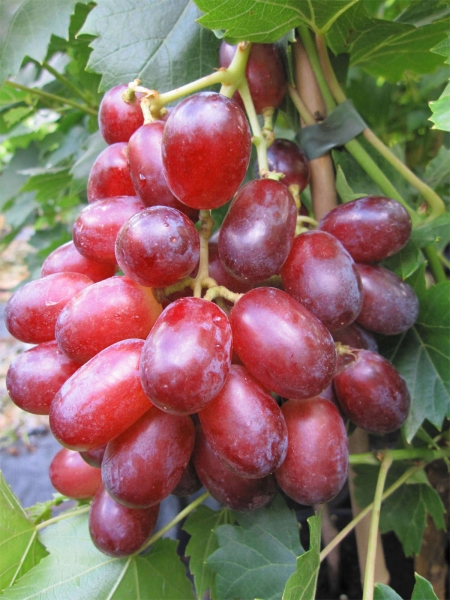 Vitis labrusca Suffolk Red Weintraube Keltertraube Tafeltraube Rosé-Weinrebe