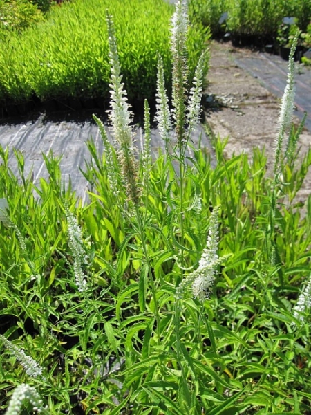 Veronica virginica White Jolanda Garten-Ehrenpreis White ...