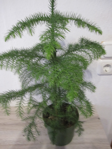 Araucaria heterophylla 3
