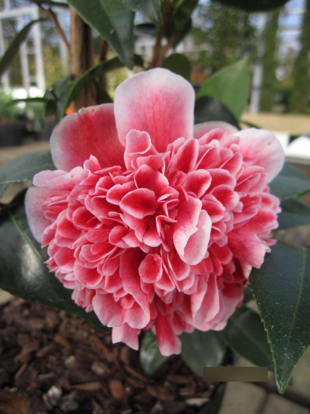 Camellia japonica Volunteer