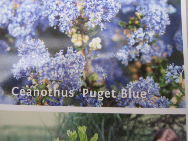 Ceanothus thyrsifolius Puget Blue 3