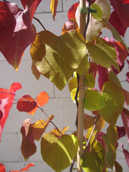 Cercis canadensis Eternal Flame 5