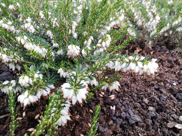 Erica darleyensis White Perfection