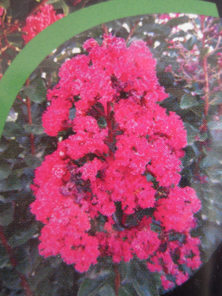 Lagerstroemia indica Pink Velour 4