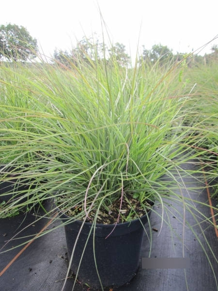 Miscanthus sinensis Cute One1