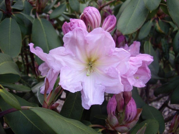 Rhododendron decorum