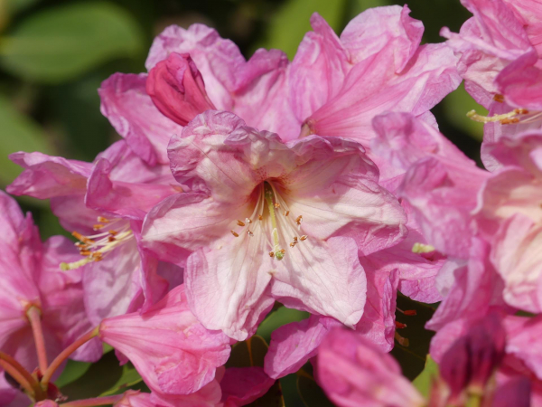 Rhododendron fortunei Hybride Zinave 1