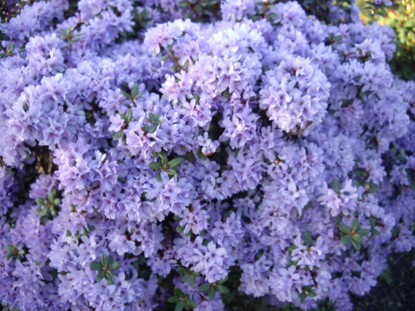 Rhododendron intricatum