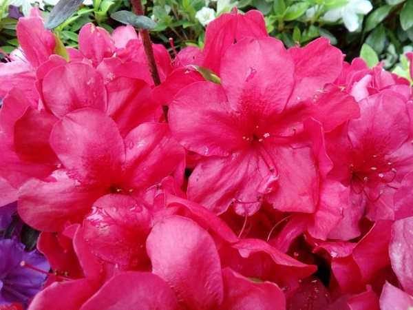 Japanische Azalee Muttertag - Rhododendron obtusum Muttertag Syn. Mother's Day