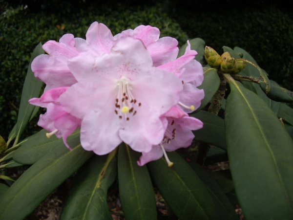Wild Rhododendron / Alpenrose - Rhododendron sutchuenense
